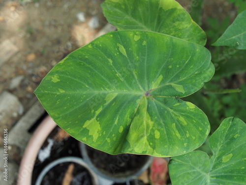 caladium bicolor in nature pot garden and bueatyful plants photo