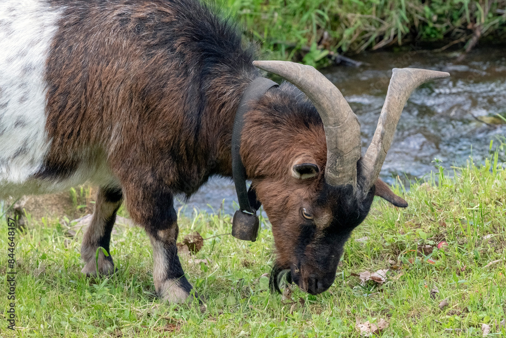 Fototapeta premium Ziegenbock