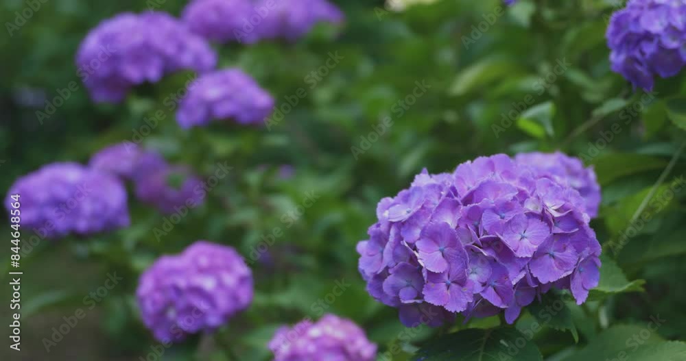 A hydrangea flower at the garden in the public park A hydrangea flower at the garden in the public park