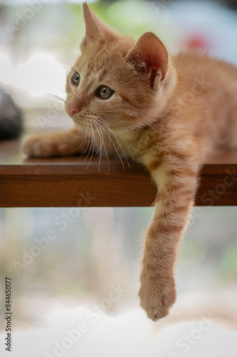 cat on the table with a paw under the table photo