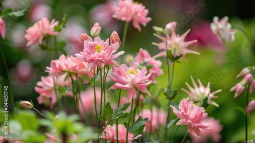Pink columbines representing happiness optimism and faithfulness are frequently grown in gardens to enhance the beauty of floral arrangements © AkuAku