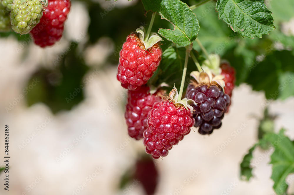 Immature raspberries and blackberries on the garden in the spring