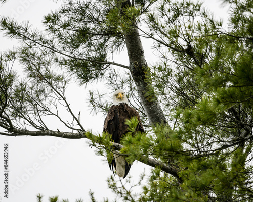 bald eagle in tree