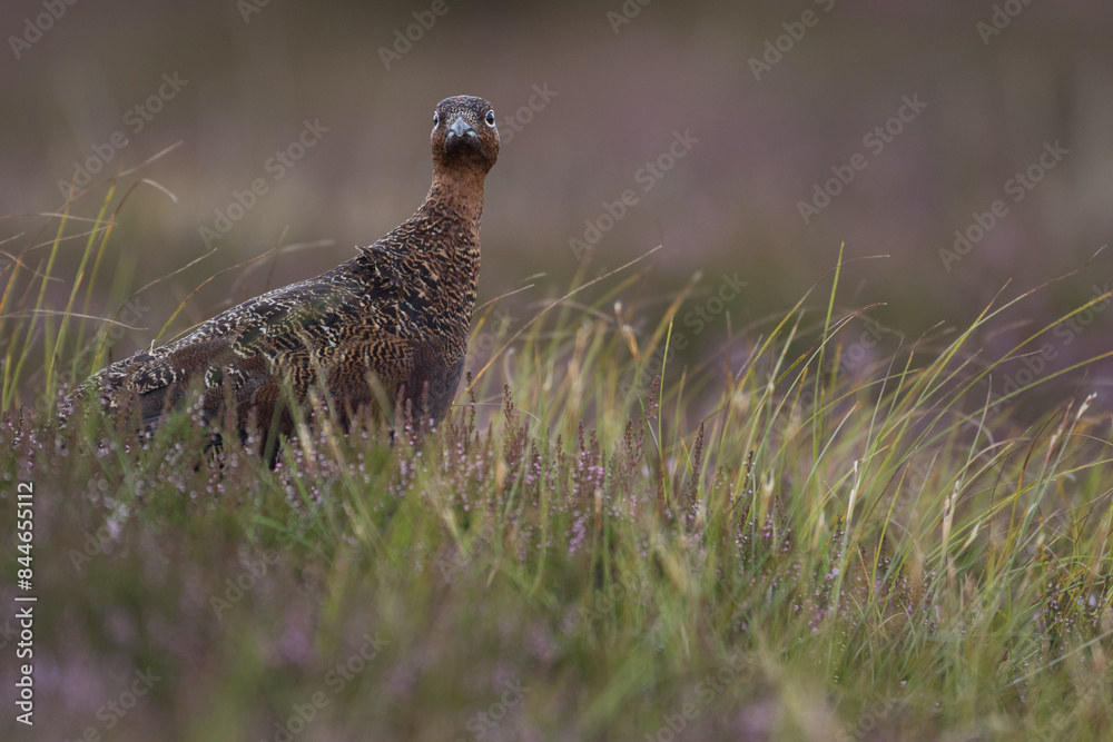 Red grouse, male cock bird facing left stood in colourful purple heather on Grouse Moor in Yorkshire, England, UK. Blurred, clean, green background. Scientific name: Lagopus lagopus. Space for copy. Red grouse, male cock bird facing left stood in colourful purple heather on Grouse Moor in Yorkshire, England, UK. Blurred, clean, green background. Scientific name: Lagopus lagopus. Space for copy.