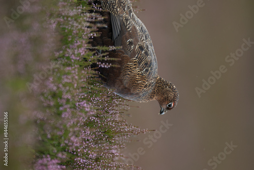 Red grouse, male cock bird facing left stood in colourful purple heather on Grouse Moor in Yorkshire, England, UK. Blurred, clean, green background. Scientific name: Lagopus lagopus. Space for copy. photo