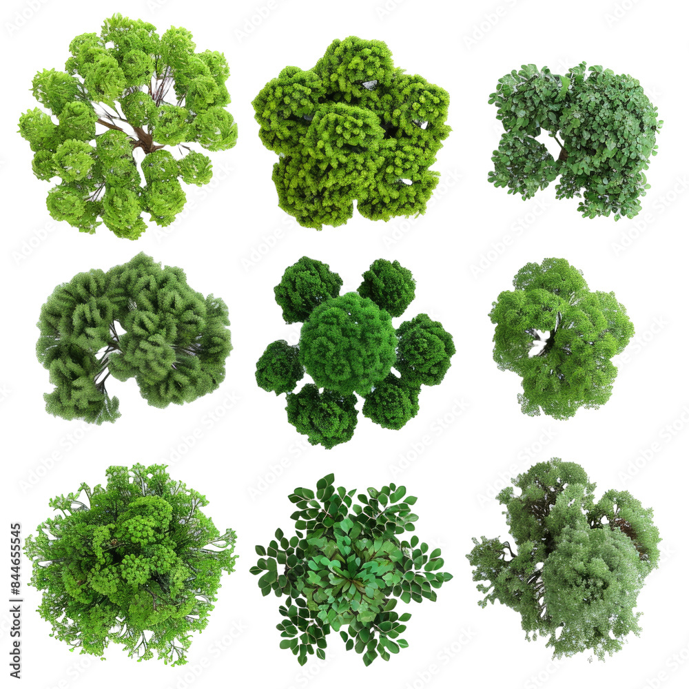 Collection of 3D Top view Green Trees Isolated on transparent background Collection of 3D Top view Green Trees Isolated on transparent background