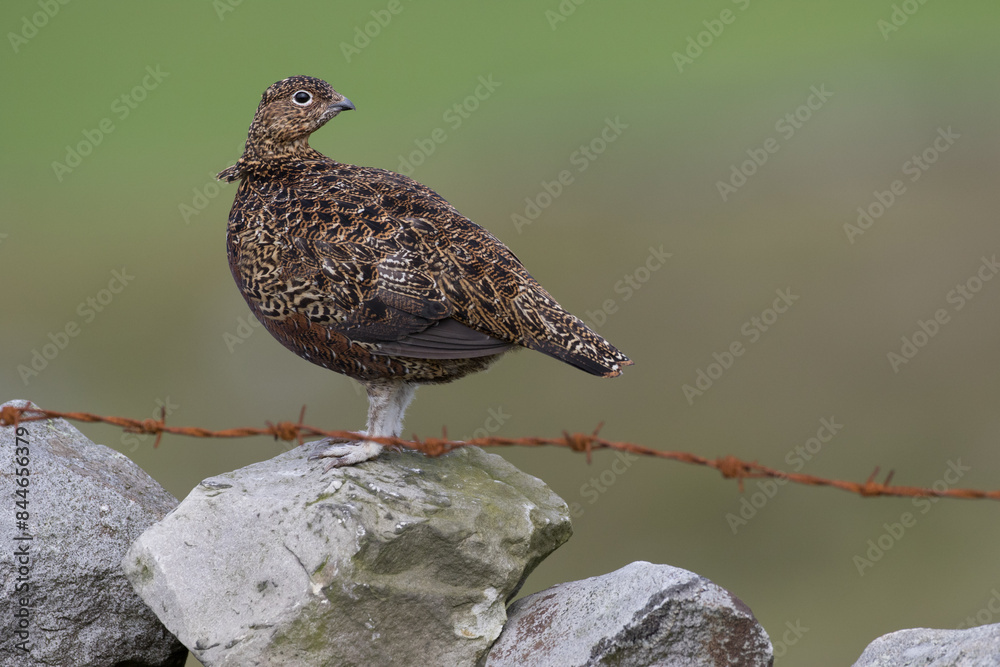 Fototapeta premium Red grouse, male cock bird facing left stood in colourful purple heather on Grouse Moor in Yorkshire, England, UK. Blurred, clean, green background. Scientific name: Lagopus lagopus. Space for copy.