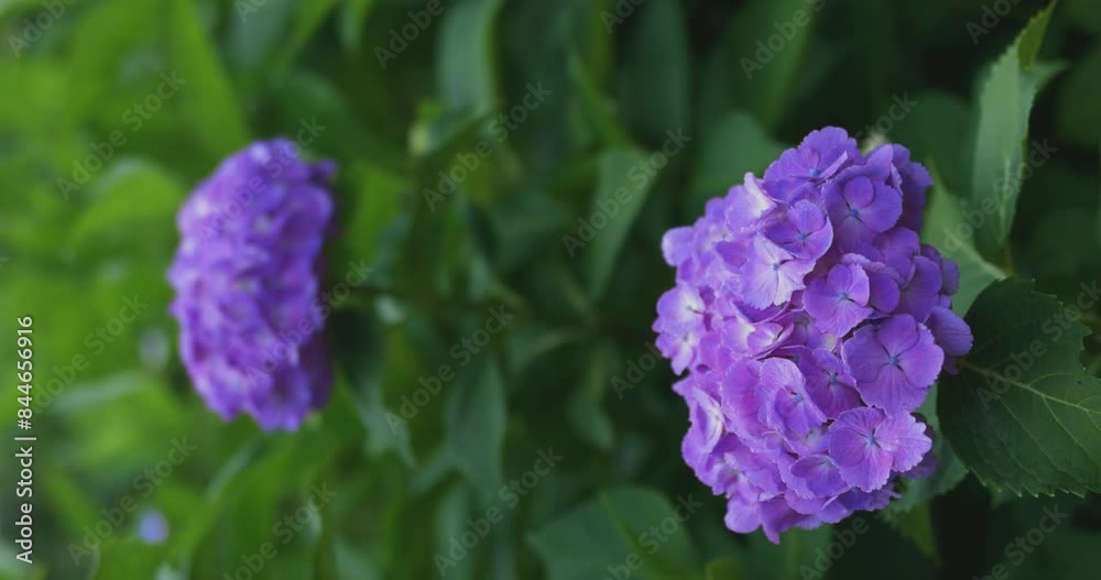A hydrangea flower at the garden in the public park vetical composition A hydrangea flower at the garden in the public park vetical composition