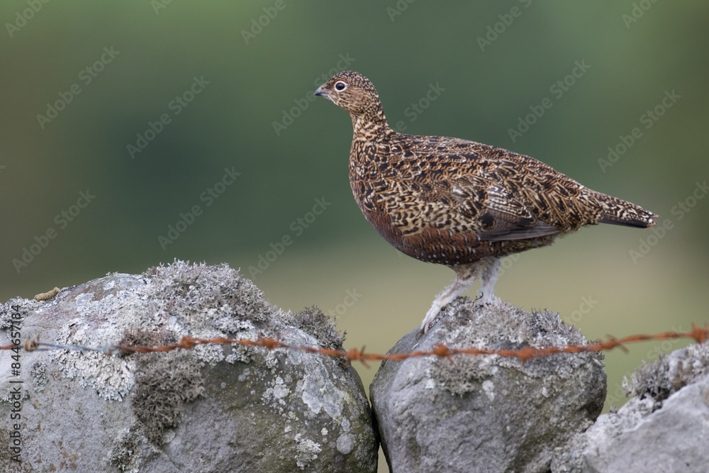 Red grouse, male cock bird facing left stood in colourful purple heather on Grouse Moor in Yorkshire, England, UK. Blurred, clean, green background. Scientific name: Lagopus lagopus. Space for copy.