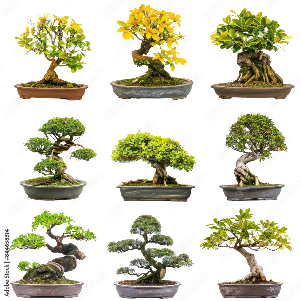 Collection of bonsai tree green leaves and light yellow. total 9 trees Collection of bonsai tree green leaves and light yellow. total 9 trees