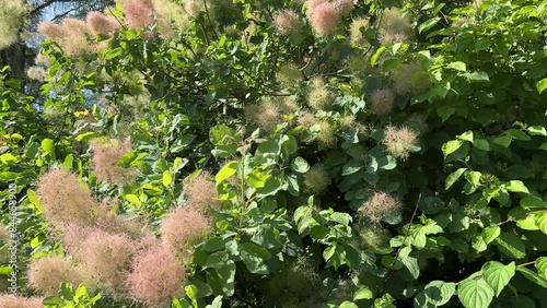 Smoke Bush Scumpia coggigria Smoke tree Cotinus fog. photo