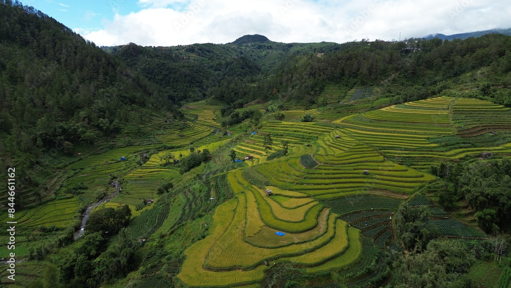 Fototapeta premium View of expansive rice fields in the countryside