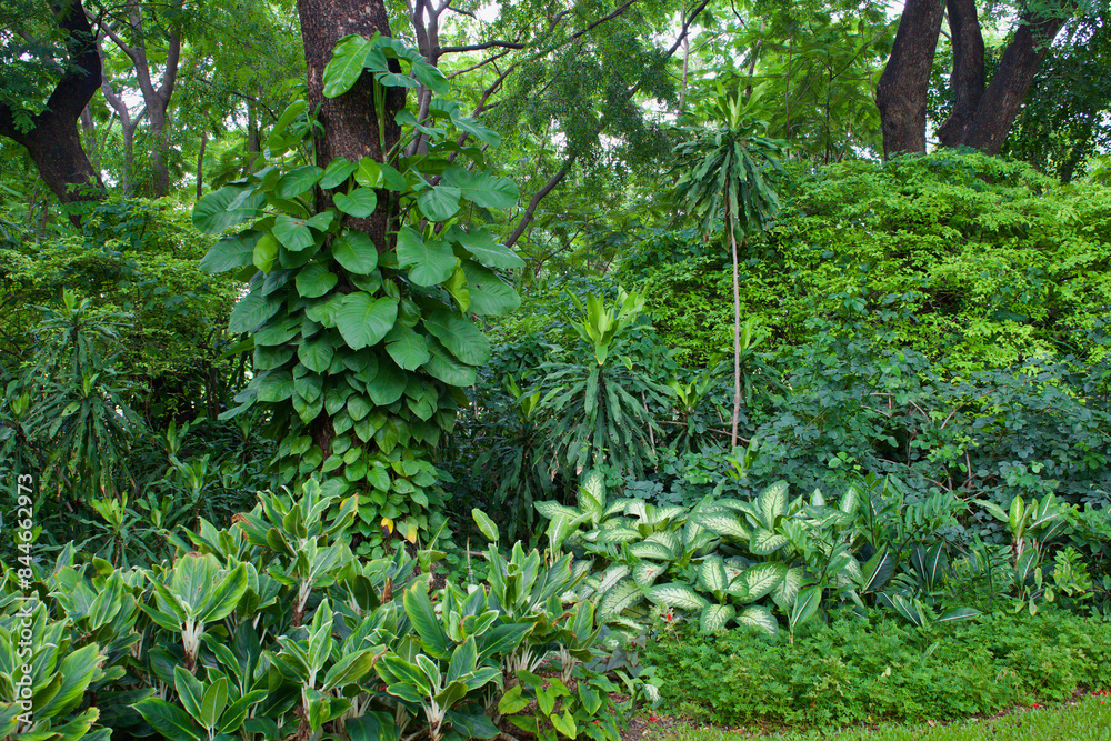 Fototapeta premium green leaves plants in the garden