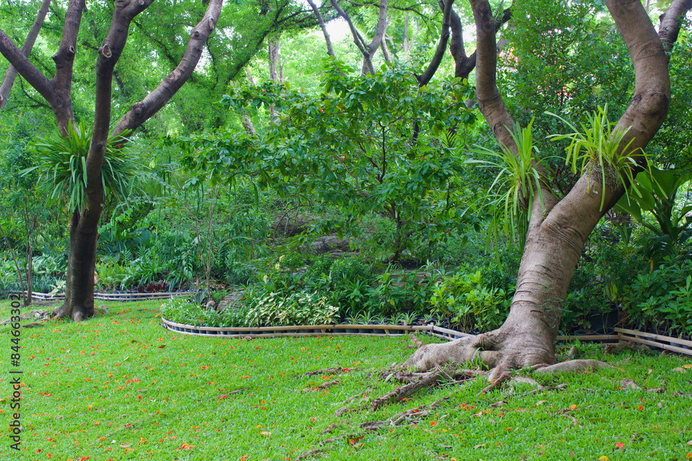 green tree in garden