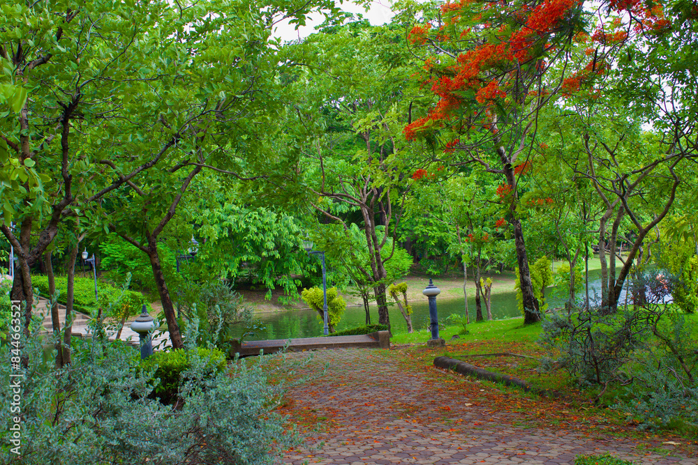 Fototapeta premium tree in the park