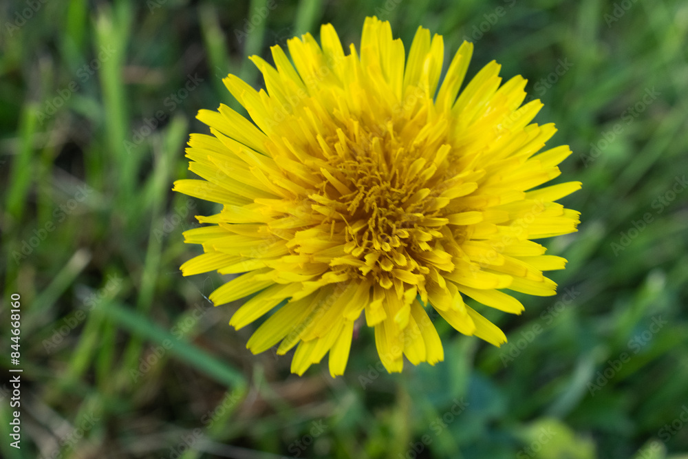 Yellow dandelion in the green grass, close-up. Dandelion flower for publication, design, poster, calendar, post, screensaver, wallpaper, postcard, banner, cover, website. High quality photo Yellow dandelion in the green grass, close-up. Dandelion flower for publication, design, poster, calendar, post, screensaver, wallpaper, postcard, banner, cover, website. High quality photo