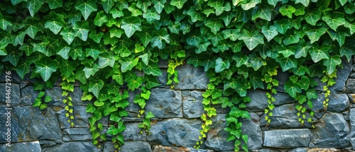 Ivy vines wind their way up the wall, their verdant leaves adding a touch of greenery and vitality to the space 