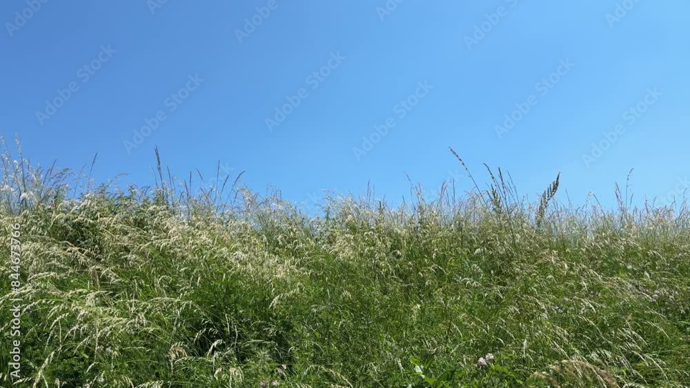 Field grass and blue sky