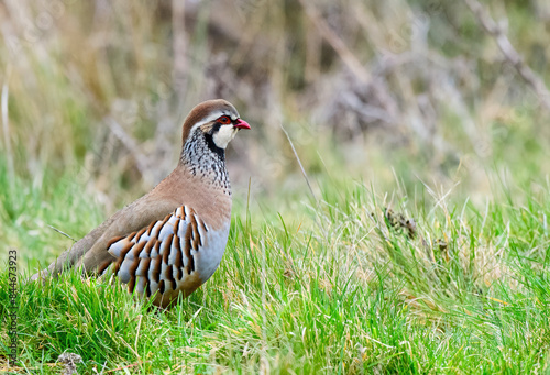 Red legged partridge  photo