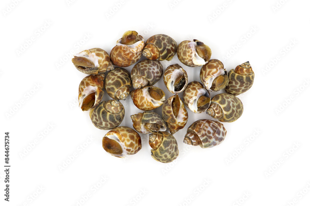 Roasted Sweet shellfish isolated on white background. Fresh seafood. Roasted Sweet shellfish isolated on white background. Fresh seafood.