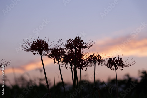 夕暮れ時の彼岸花のシルエット