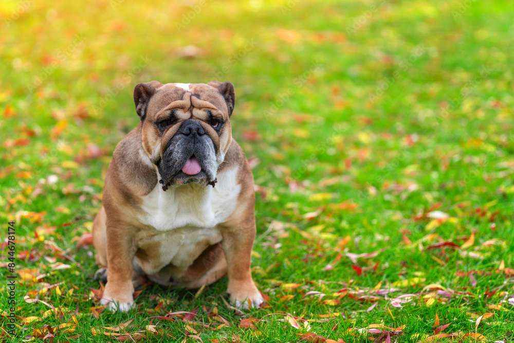 English Bulldog Sitting On Fallen Leaves In Autumn Grass English Bulldog Sitting On Fallen Leaves In Autumn Grass