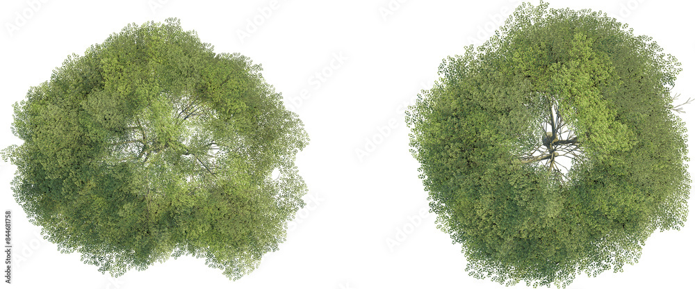 Tilia cordata tree top view, tree plan 4k png cutout Stock Photo ...