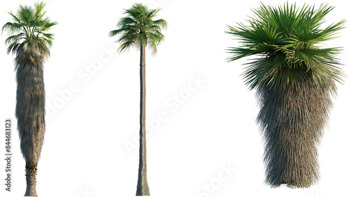 Washingtonia filifera tree 4k png isolate cutout photo