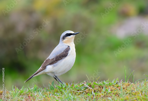 Canvas Print Northern Wheatear