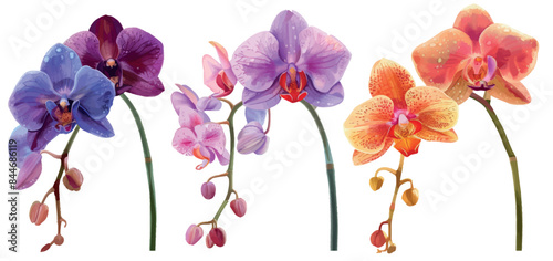 Modern illustration of colorful orchid flowers branches isolated on a transparent background.