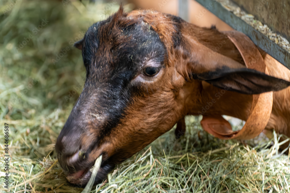 Fototapeta premium Alpine or Saanen goats on cheese making goat farm in regions Perigord and Quercy departement Lot, France. Making of Rocamadour soft goat AOC cheese with soft rind.