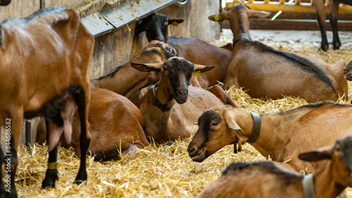 Alpine or Saanen goats on cheese making goat farm in regions Perigord and Quercy departement Lot, France. Making of Rocamadour soft goat AOC cheese with soft rind. photo