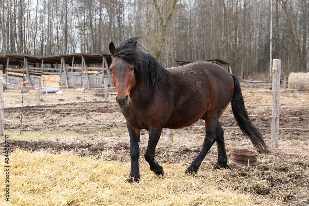 Brown Horse Walking Across Dry Grass Covered Field Brown Horse Walking Across Dry Grass Covered Field