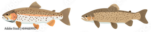 Modern illustration of a trout fish isolated on a white background. Freshwater fish.