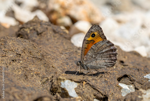 large butterfly picking up minerals from the ground, Lydian Tawny Rockbrown, Pseudochazara lydia photo