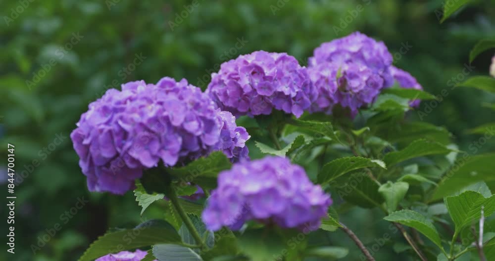 A hydrangea flower at the garden in the public park focusing A hydrangea flower at the garden in the public park focusing
