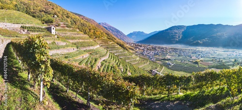 Sunlight in the vineyards in autumn, Bianzone, Valtellina, Lombardy, Italy, Europe
