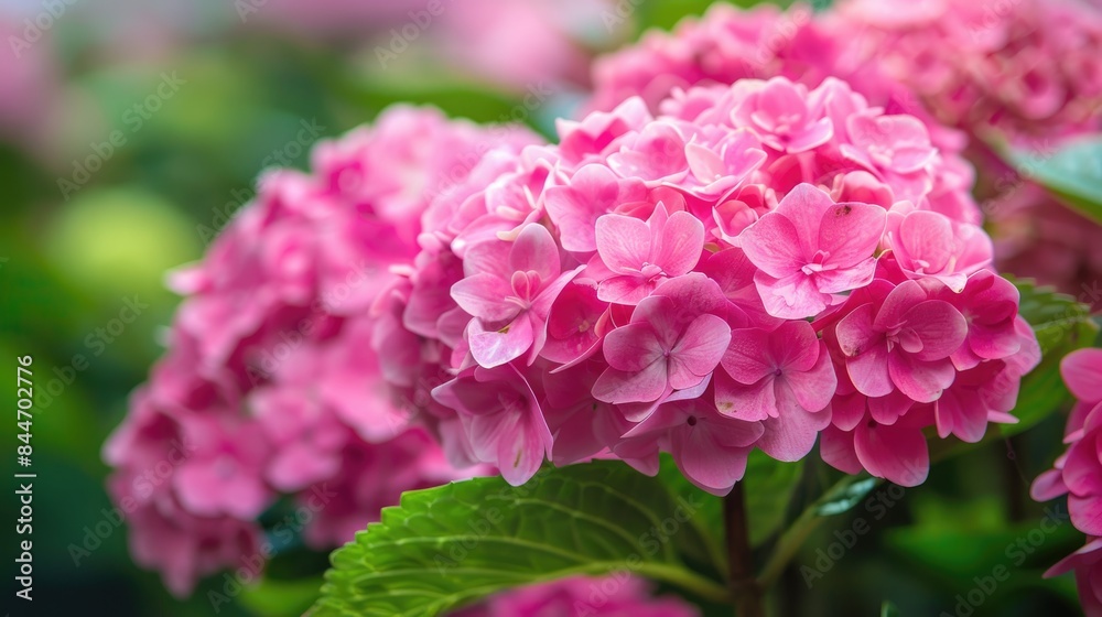 Hydrangea is a decorative plant with big eye catching blooms Hydrangea is a decorative plant with big eye catching blooms
