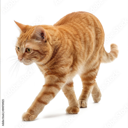 Orange tabby cat walking with focused expression transparent background photo