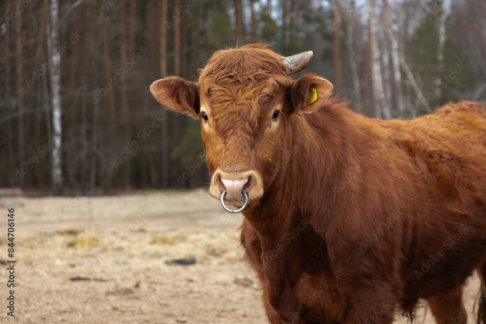 Brown Cow Standing on Top of Dirt Field Brown Cow Standing on Top of Dirt Field