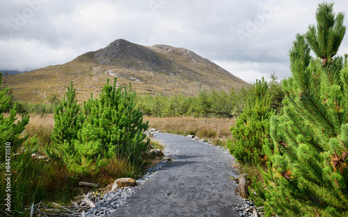Landscape scenery, hiking trail trough pine trees with mountains in background, Connemara, Galway, Ireland hiking area, green meadow