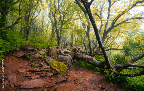 A landscape of a twisted tree along a footpath that looks like a fantasy creature on the Craggy Pinnacle Trail in North Carolina.