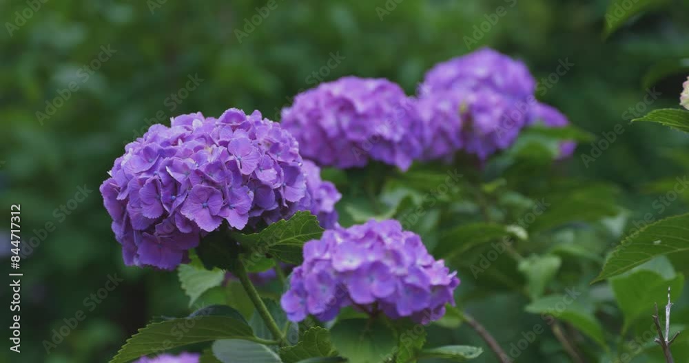 A hydrangea flower at the garden in the public park A hydrangea flower at the garden in the public park
