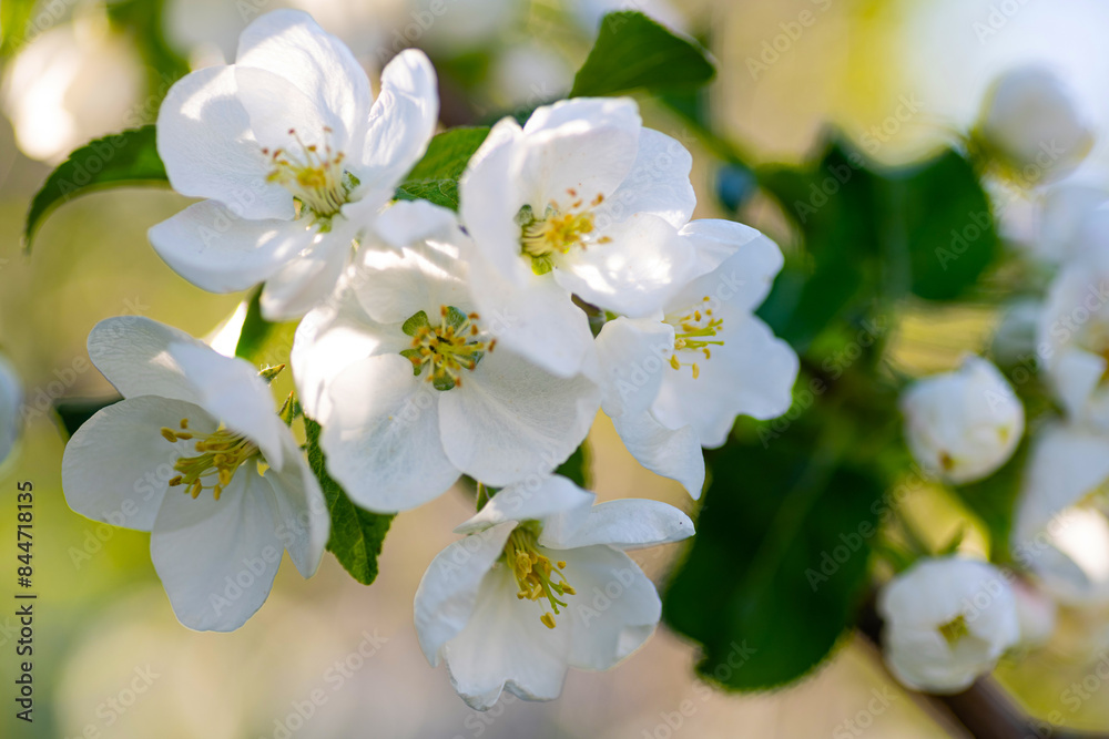 Obraz premium bright white apple tree flowers in bloom, radiating the renewal and beauty of nature