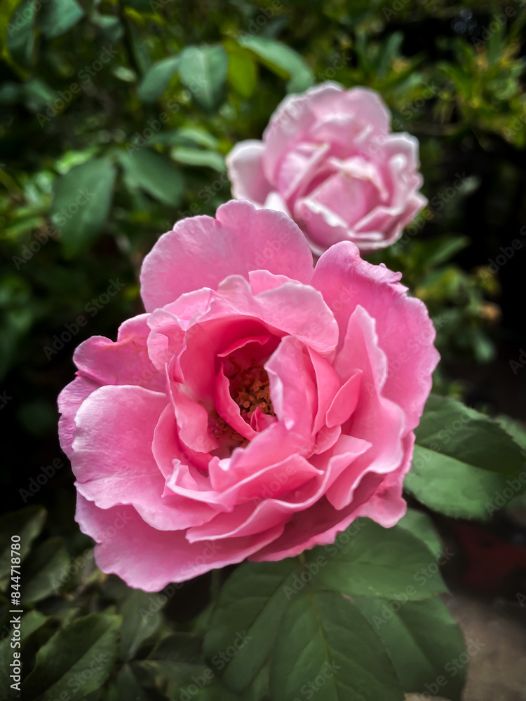 Pink rose flower on garden, isolated pink rose flower, pink rose flower for love romance, Makes you feel fresh, bright, and feels good. Use it to make perfume or beauty business. or a date about love Pink rose flower on garden, isolated pink rose flower, pink rose flower for love romance, Makes you feel fresh, bright, and feels good. Use it to make perfume or beauty business. or a date about love