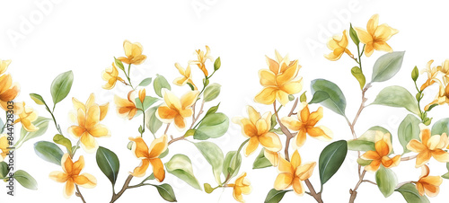 Seamless Horizontal Watercolor osmanthus isolated on transparent background