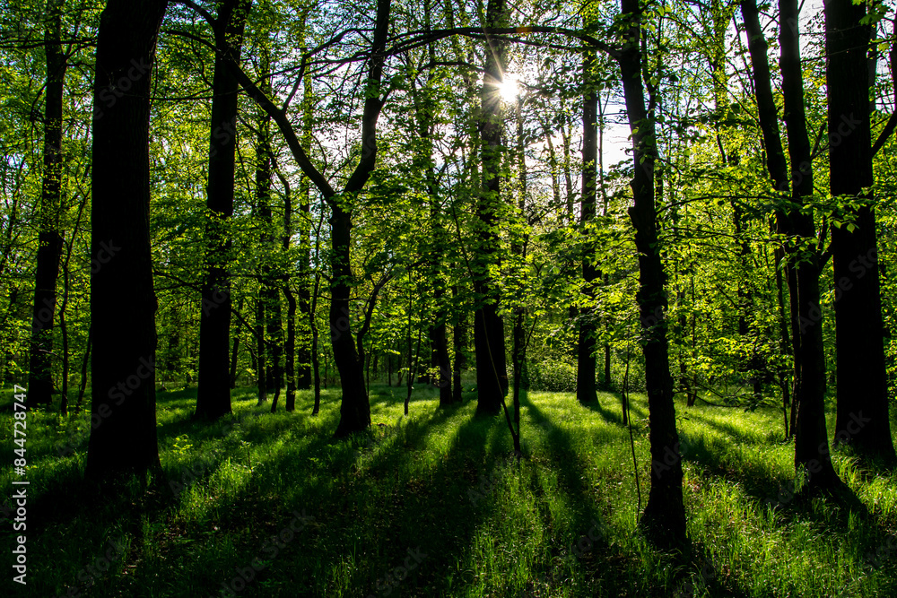 interior of a deciduous forest in spring interior of a deciduous forest in spring