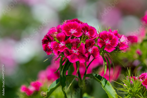 Fototapeta Naklejka Na Ścianę i Meble -  Pink dianthus flowers in bloom