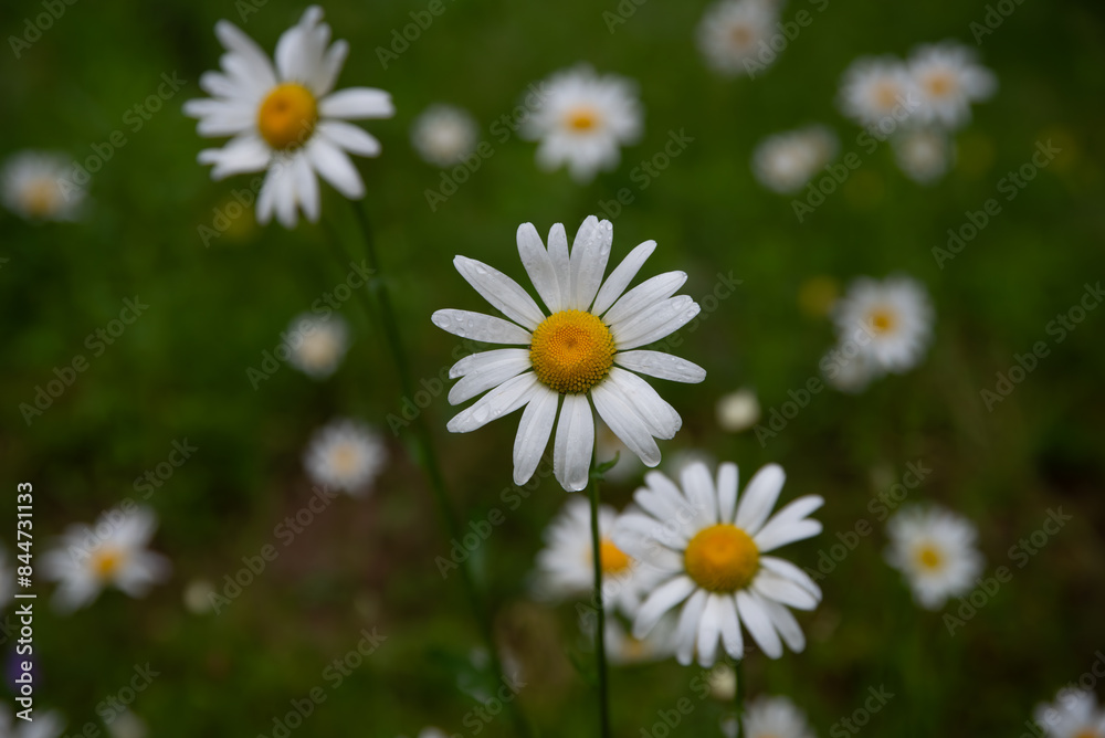 dewy daisy flower in outdoor park on rainy day dewy daisy flower in outdoor park on rainy day