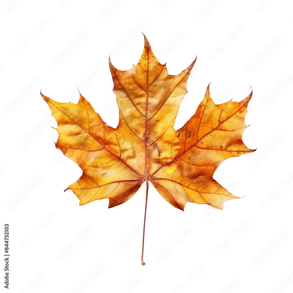 Fototapeta premium autumn maple leaf isolated with transparent background